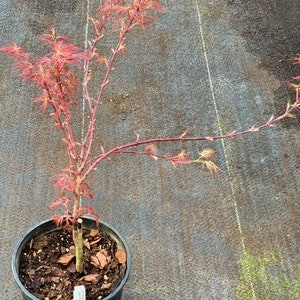 Acer palmatum 'Scarlet Princess' Scarlet Princess Japanese Maple image 5