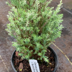 Chamaecyparis lawsoniana 'Barry's Silver' Barry's Silver Lawson Cypress image 3