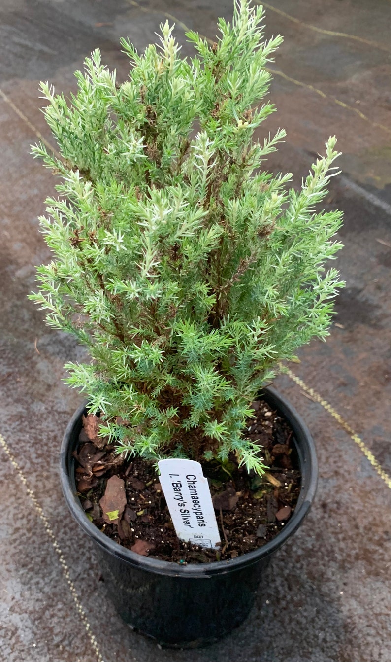 Chamaecyparis lawsoniana 'Barry's Silver' Barry's Silver Lawson Cypress image 3