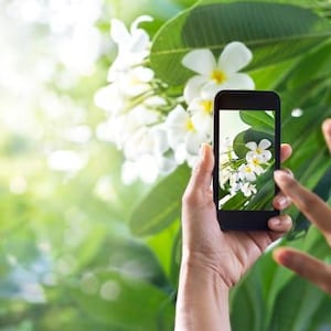 May include: A hand holding a smartphone taking a picture of white flowers with green leaves.
