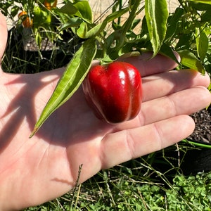 Mini Bell Pepper Seed Variety Mix