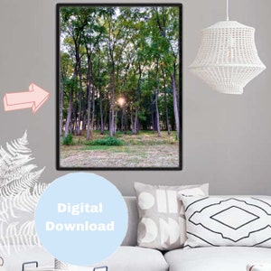 Forrest Sunlight digital download