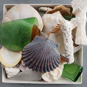 May include: A white box filled with various seashells, including a large scallop shell, a white seashell with brown stripes, and a small white seashell. There are also pieces of green and brown glass.
