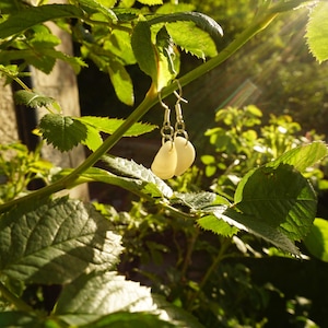 May include: A pair of cream-colored, teardrop-shaped earrings hanging from silver hooks. The earrings are suspended from a green leafy branch, with sunlight filtering through the leaves in the background. The earrings are a simple, elegant design.