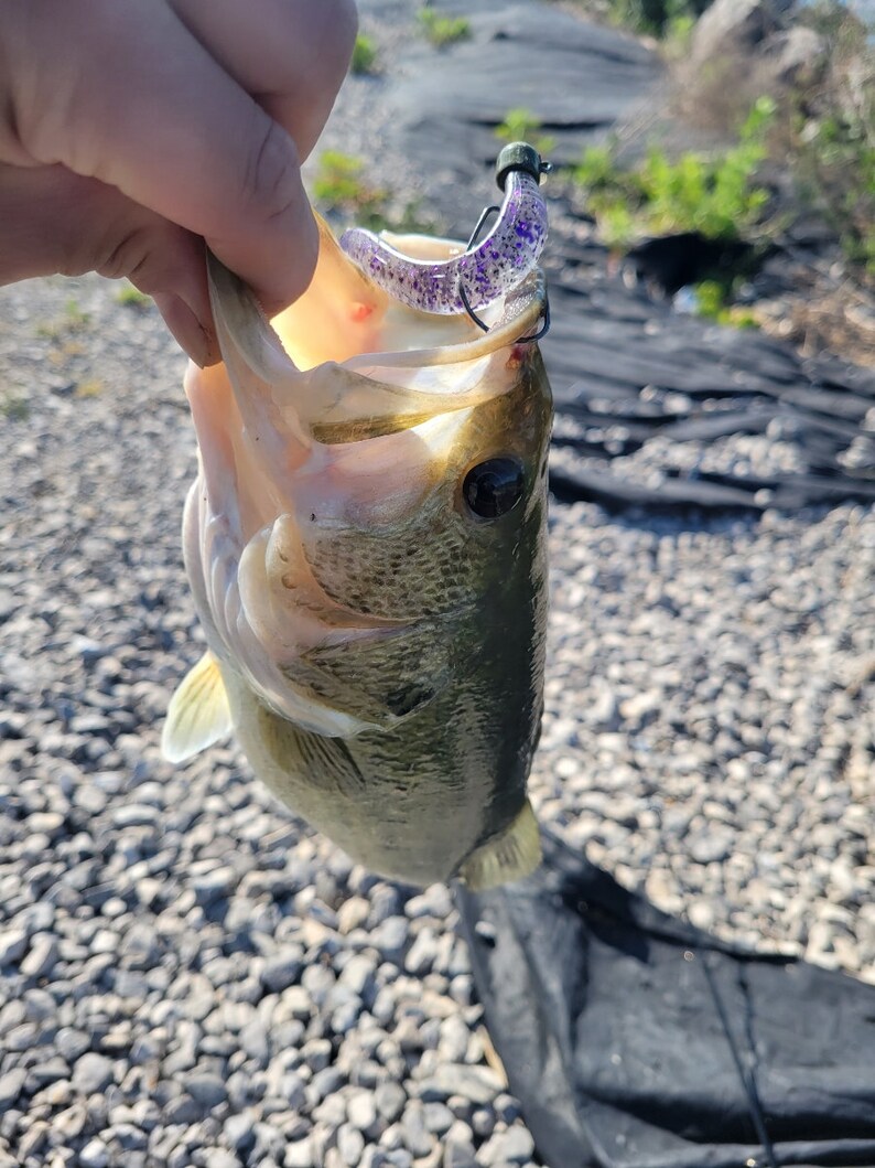 5 Jumbo Squirmy Wormy 8ct Etsy