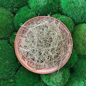 PINE NEEDLES | Wildcrafted Pinus Sylvestris Dried Whole | Herbal Tea, Apothecary & Bulk Botanical