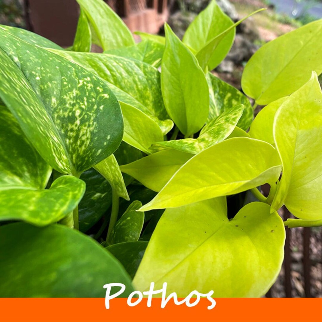 CUTTING BUNDLE Golden Pothos/neon Pothos epipremnum Aureum - Etsy