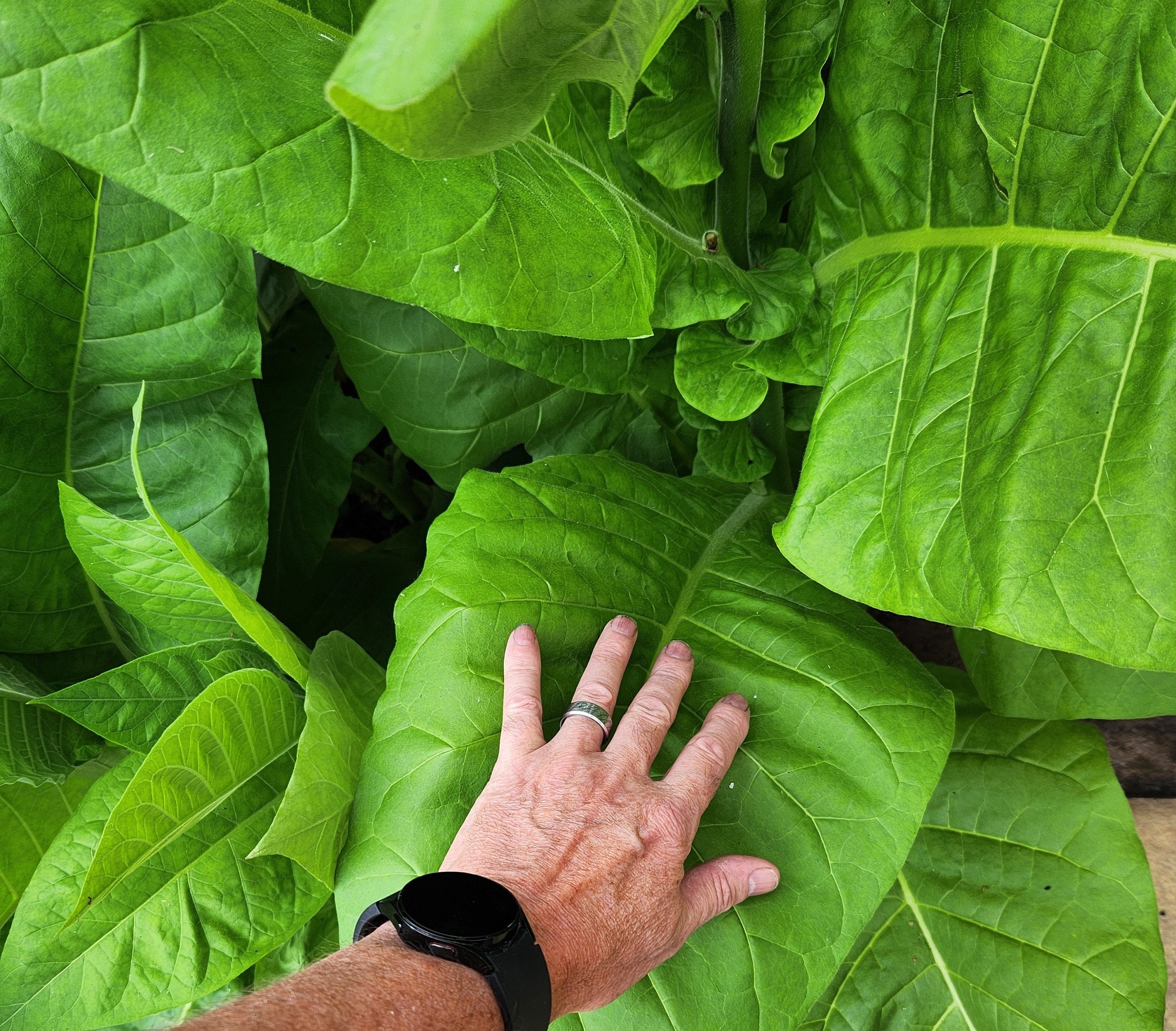 what happens if you eat tobacco Tobacco/Nicotine