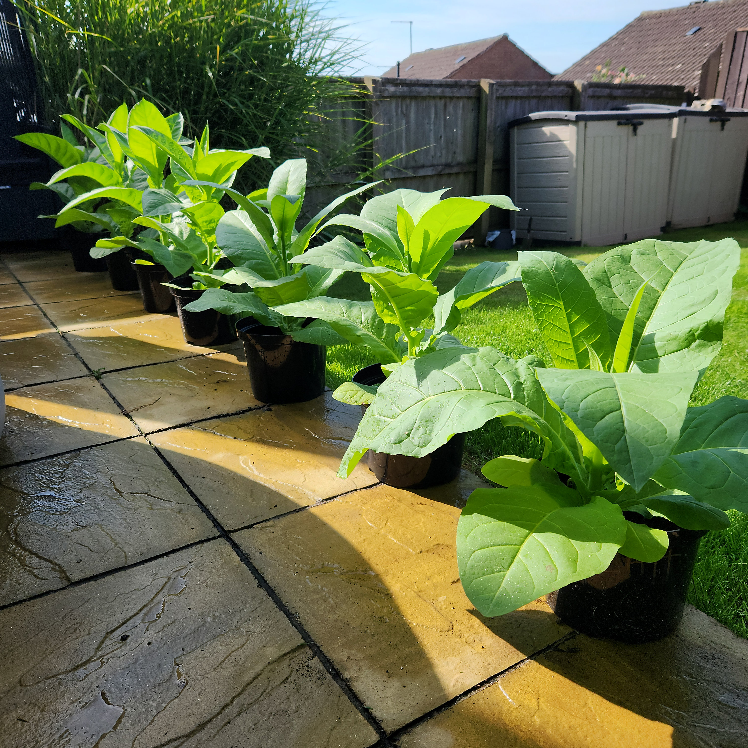 can you grow tobacco in england Beginners Guide to Grow Your Own Tobacco in the UK