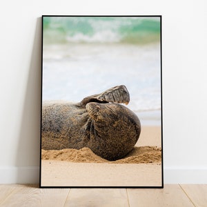 Monk Seal - Poster Print - Multiple Sizes  |  NO FRAME