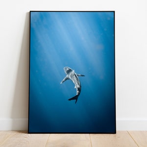 Galapagos Shark - Poster Print - Multiple Sizes  |  NO FRAME