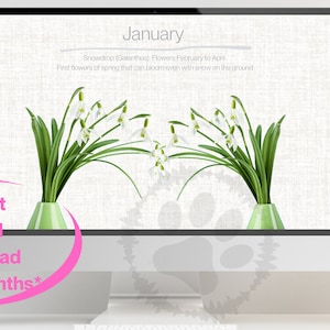 Puede incluir: Una descarga digital de 12 diseños de calendario imprimibles con un fondo blanco texturizado y un diseño floral de flores de campanilla blancas en jarrones verdes. El texto "Enero" y "Campanilla de invierno (Galanthus), Flores de febrero a abril" se muestra en el diseño del calendario. El texto "Las primeras flores de primavera que pueden florecer incluso con nieve en el suelo" también se muestra en el diseño del calendario.
