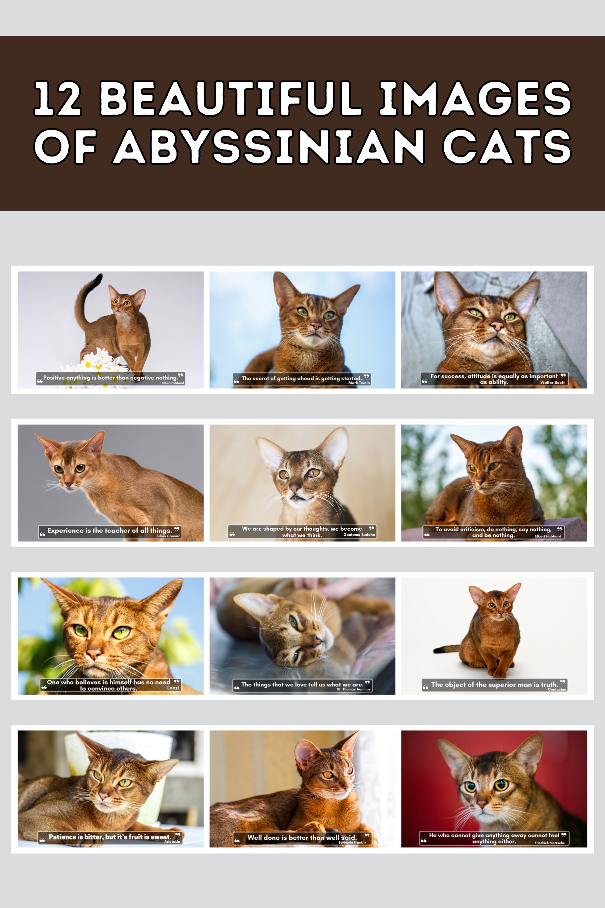 Abyssinian Cats Wall Calendar 2024, Cute Gift Idea for Abyssinian Cat