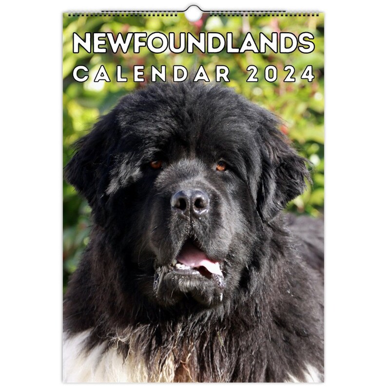 Newfoundlands Wall Calendar 2024, Cute Gift Idea for Newfoundland Dog