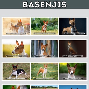 Basenji Wall Calendar 2024 Cute Gift Idea for Basenji Dog - Etsy