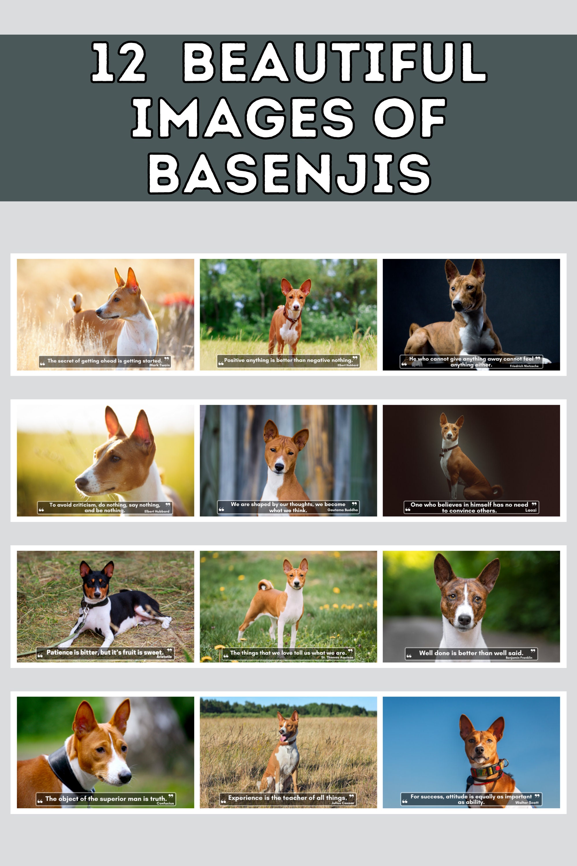 Basenji Wall Calendar 2024 Cute Gift Idea for Basenji Dog - Etsy
