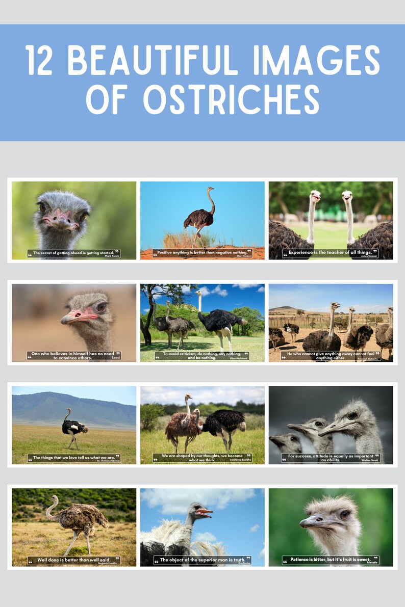 Ostriches Wall Calendar 2024 Cute Gift Idea for Ostrich - Etsy Ostriches Wall Calendar 2024 Cute Gift Idea for Ostrich - Etsy