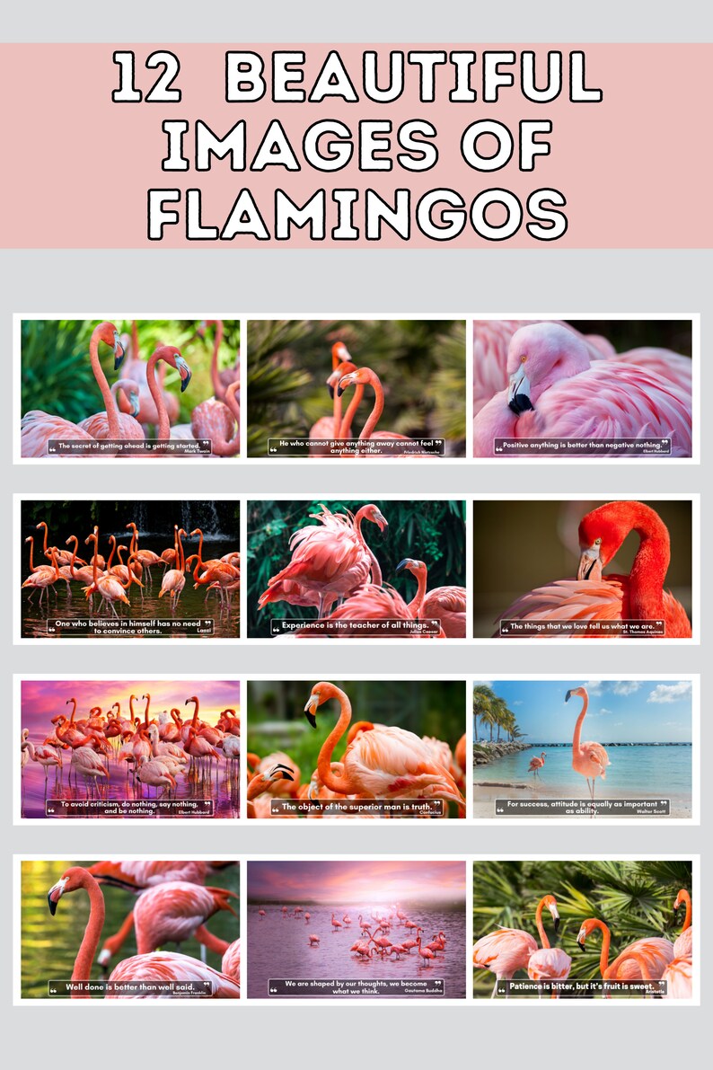 Flamingos Wall Calendar 2025, Cute Gift Idea for Flamingo Lovers Etsy