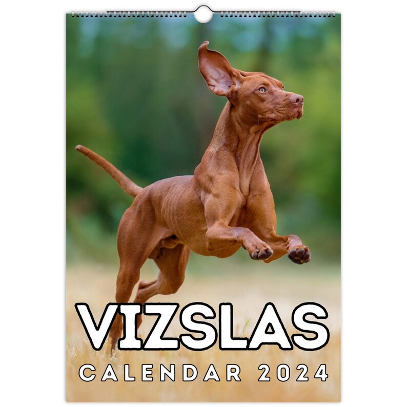 Vizslas Wall Calendar 2024, Cute Gift Idea for Vizsla Lovers Etsy