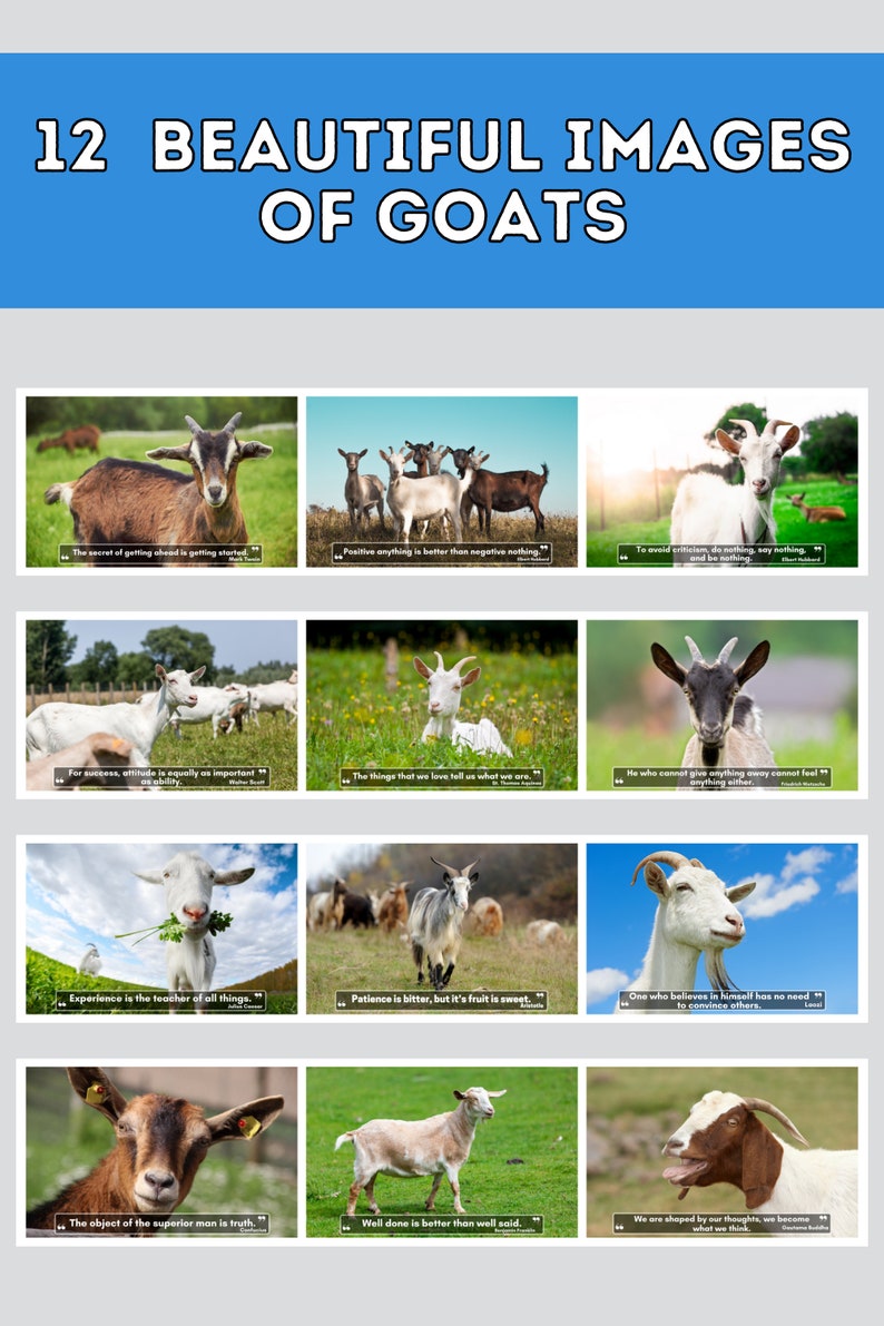 Goats Wall Calendar 2024, Cute Gift Idea for Goat Lovers Etsy