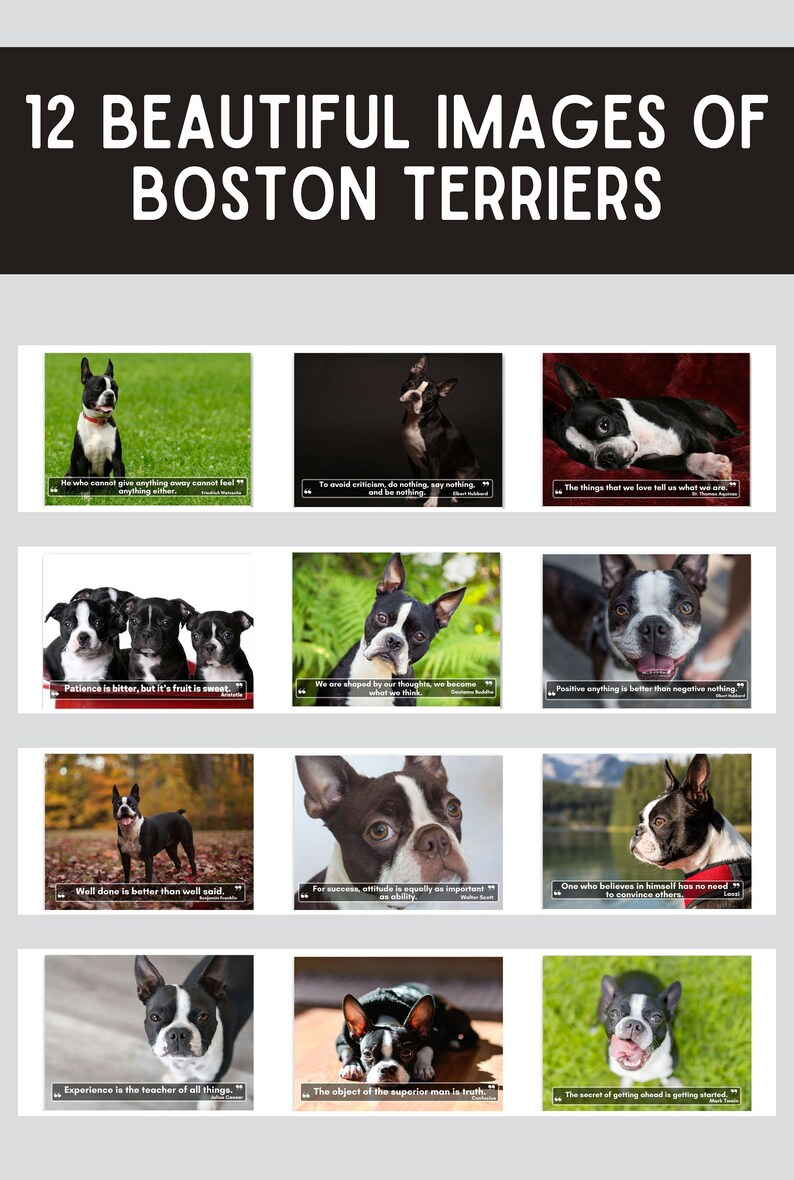 Boston Terriers Wall Calendar 2024, Cute Gift Idea for Boston Terrier