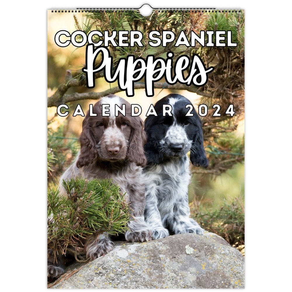 Cocker Spaniel Puppies Wall Calendar 2024, Cute Gift Idea for English Cocker Spaniel Lovers & Owners - Etsy Hong Kong cocker-spaniel-puppies-wall-calendar-2024-cute-gift-idea-for-english-cocker-spaniel-lovers-owners-etsy-hong-kong