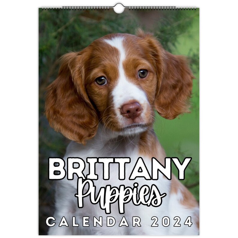Brittany Puppies Wall Calendar 2024, Cute Gift Idea for Brittany