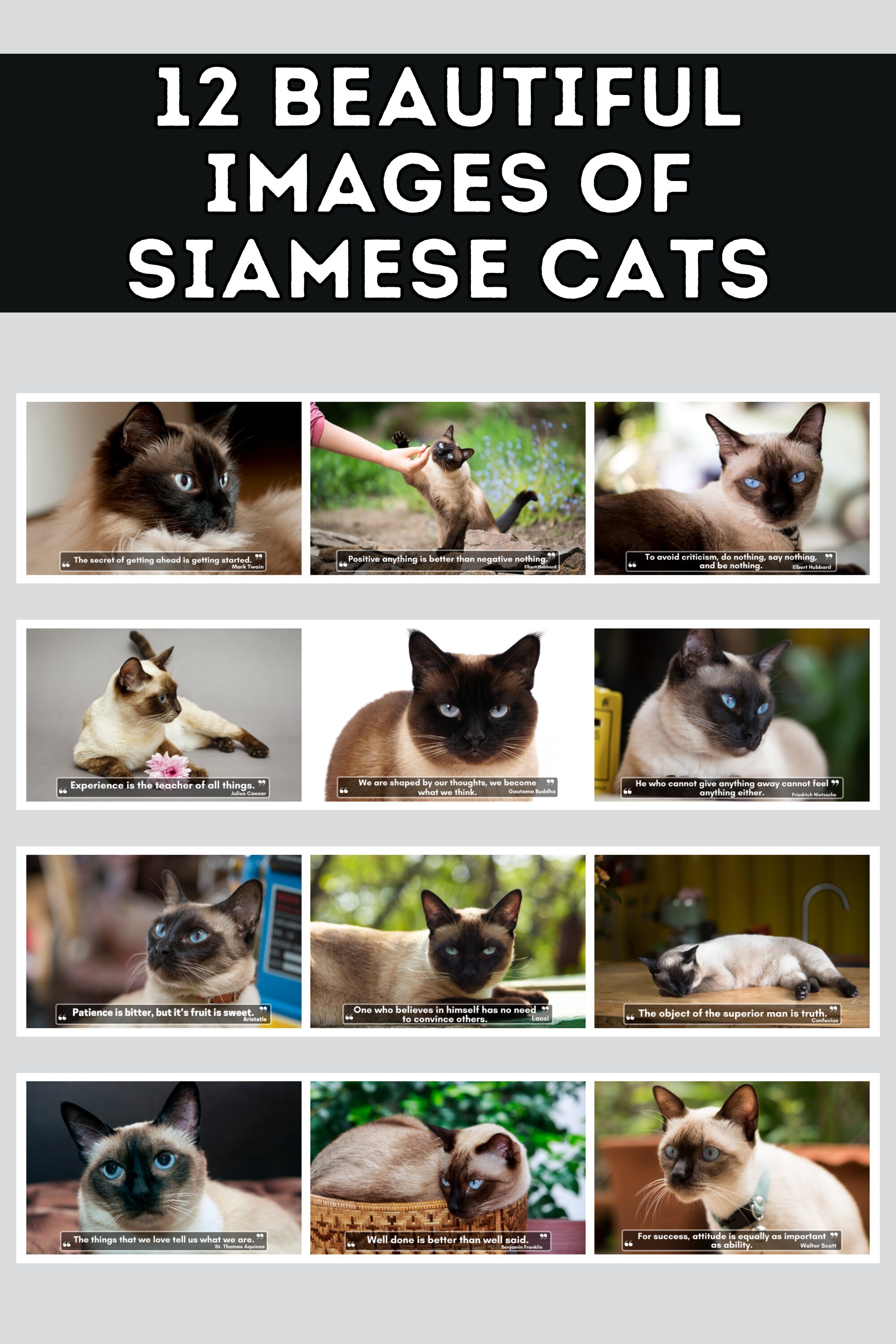 Siamese Cats Wall Calendar 2024, Cute Gift Idea for Siamese Cat Lovers