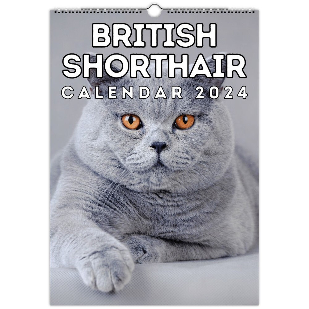British Shorthair Wall Calendar 2024 Cute Gift Idea for Etsy