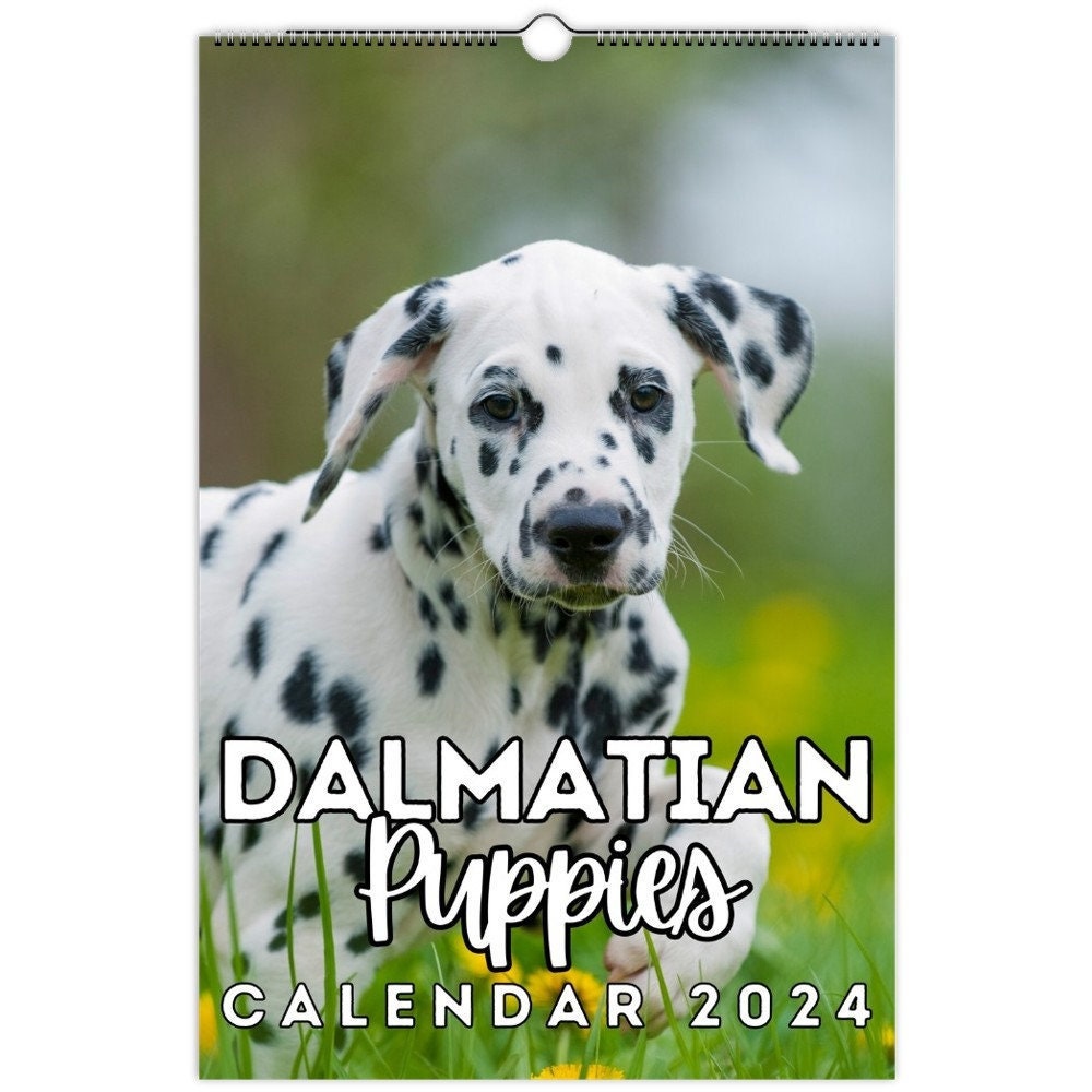 Dalmatian Puppies Wall Calendar 2024, Cute Gift Idea for Dalmatian Dog  Owners and Lovers - Etsy