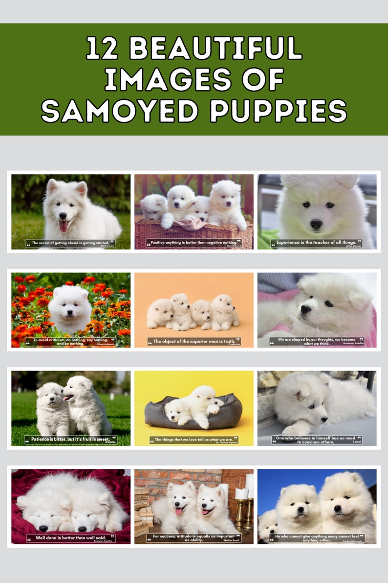 Samoyed Puppies Wall Calendar 2024, Cute Gift Idea for Samoyed Lovers