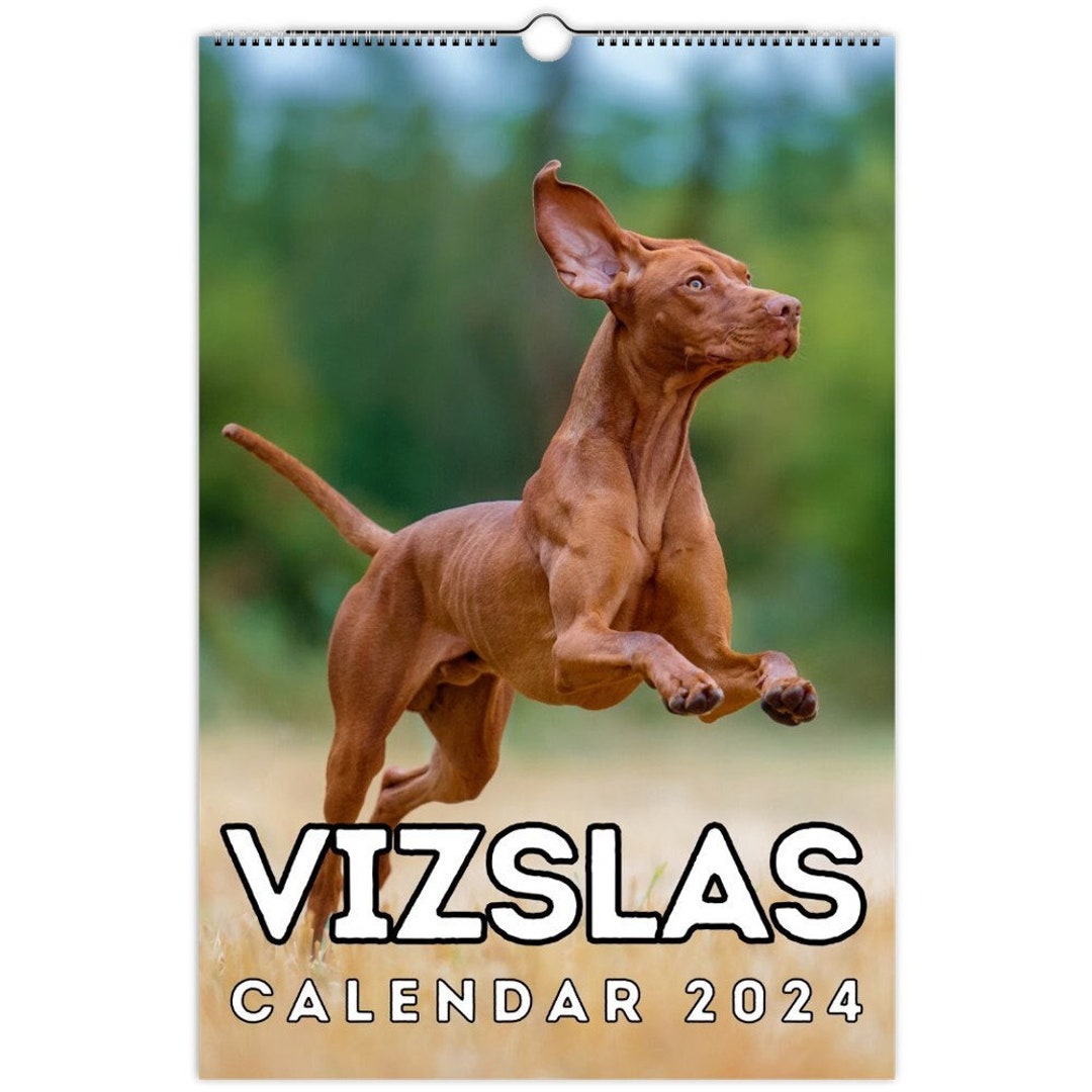 Vizslas Wall Calendar 2024, Cute Gift Idea for Vizsla Lovers Etsy