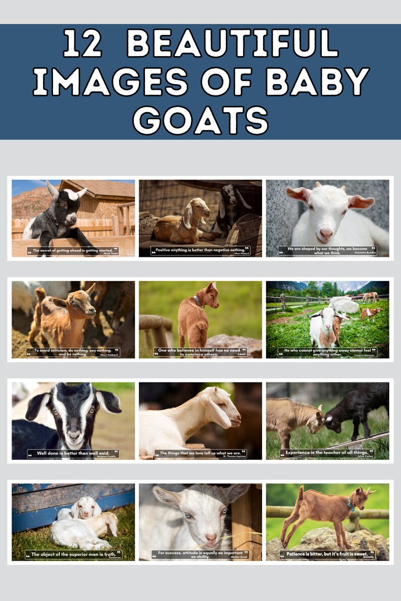 Baby Goats Wall Calendar 2024, Cute Gift Idea for Baby Goat Lovers Etsy