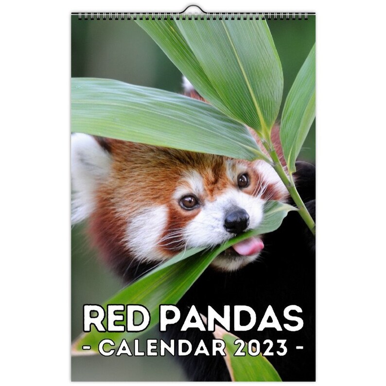 Red Pandas Wall Calendar 2023 Cute Gift Idea for Red Panda Etsy