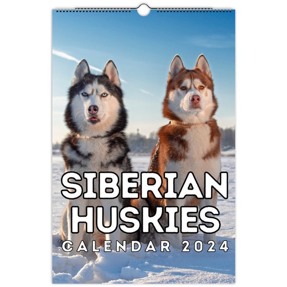 Siberian Huskies Wall Calendar 2024, Cute Gift Idea for Siberian Husky  Lovers - Etsy Finland
