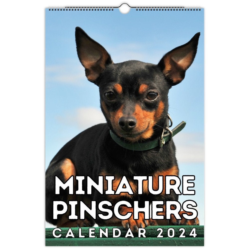 Miniature Pinscher Calendar 2024 Benni Catrina