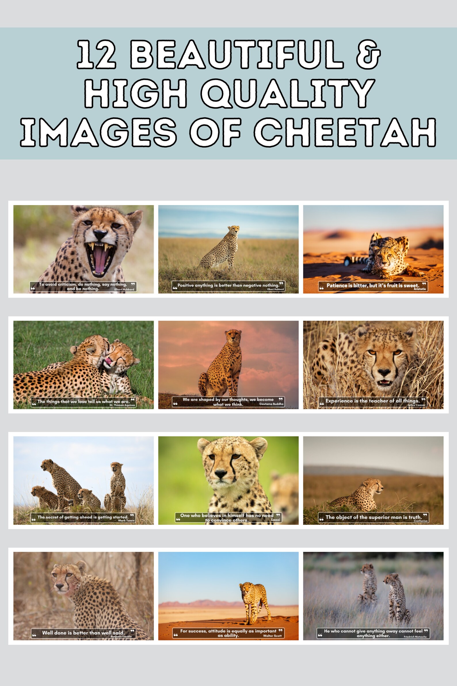Cheetah Wall Calendar 2024, Cute Gift Idea for Cheetahs Lovers Etsy