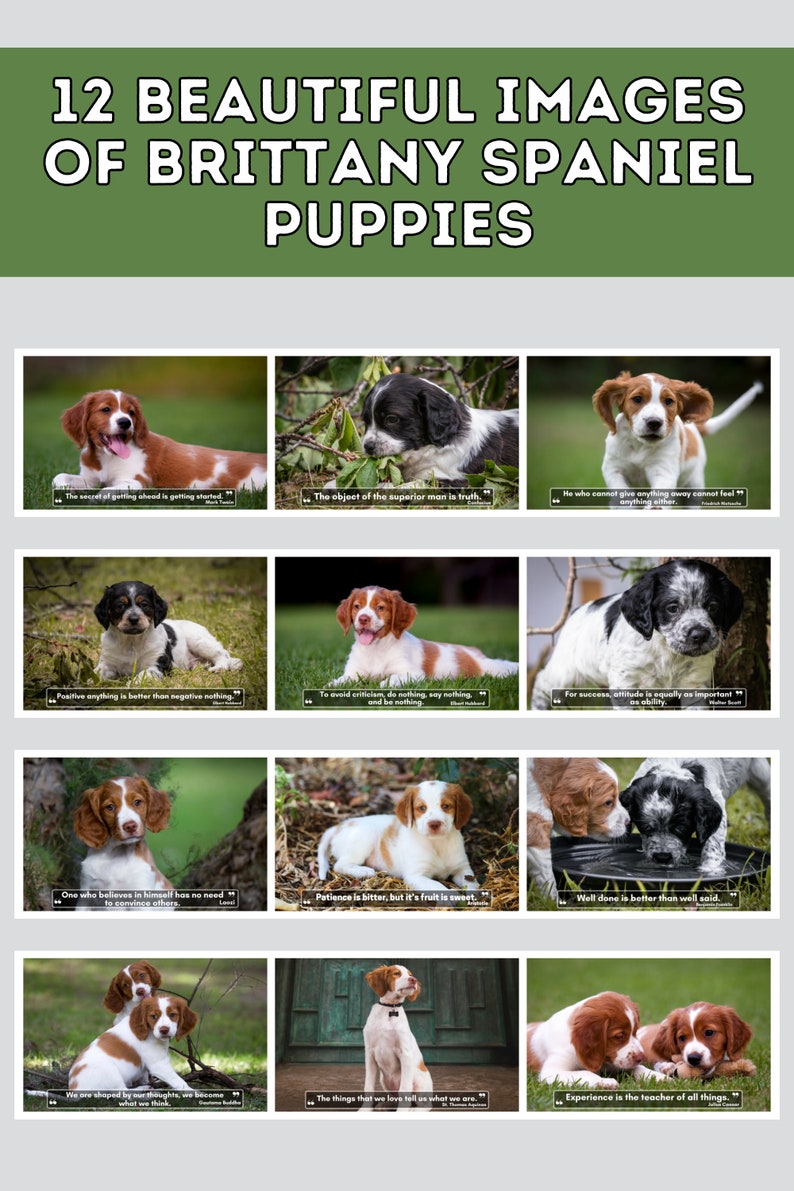 Brittany Puppies Wall Calendar 2024, Cute Gift Idea for Brittany