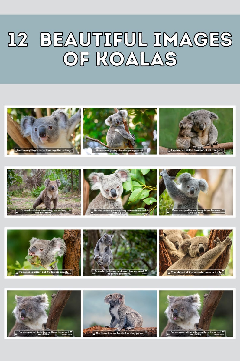 Koalas Wall Calendar 2024, Cute Gift Idea for Koala Lovers Etsy
