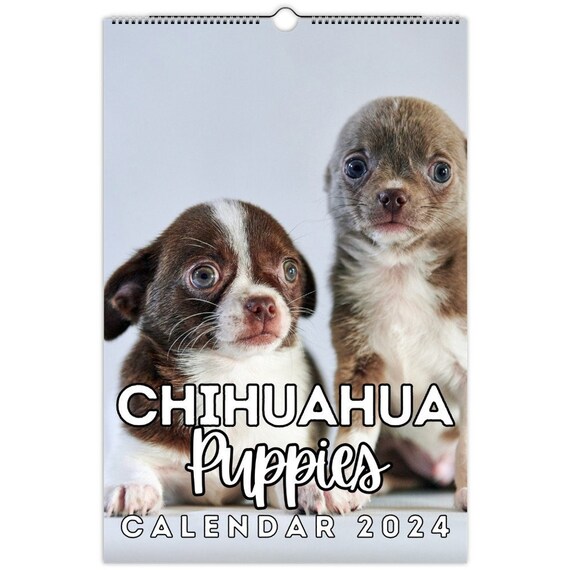 Chihuahua Puppies Wall Calendar 2024, Cute Gift Idea for Chihuahua Dog  Lovers - Etsy