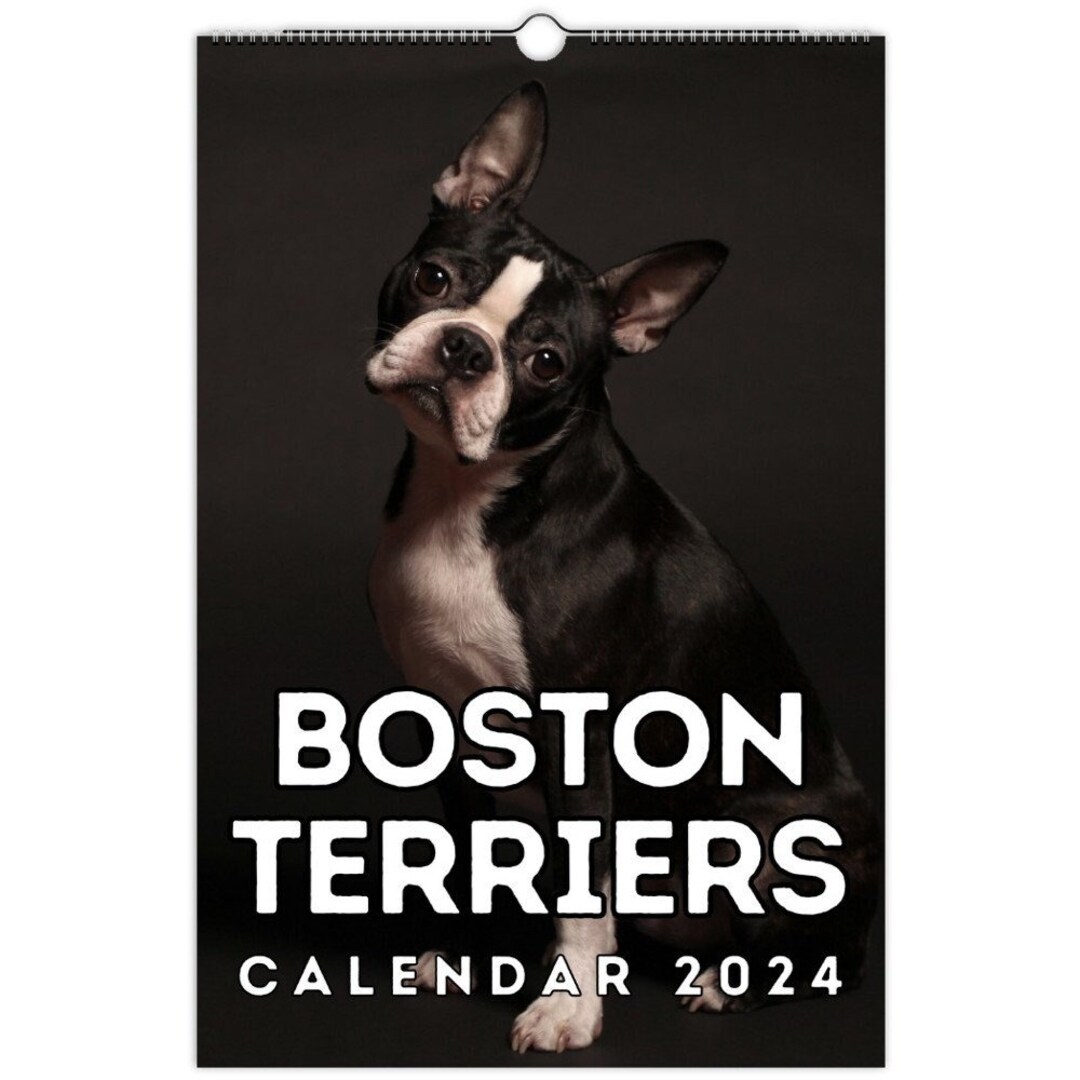 Boston Terriers Wall Calendar 2024, Cute Gift Idea For Boston Terrier