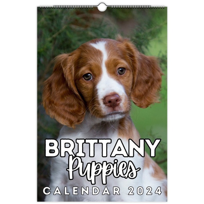 Brittany Puppies Wall Calendar 2024, Cute Gift Idea for Brittany