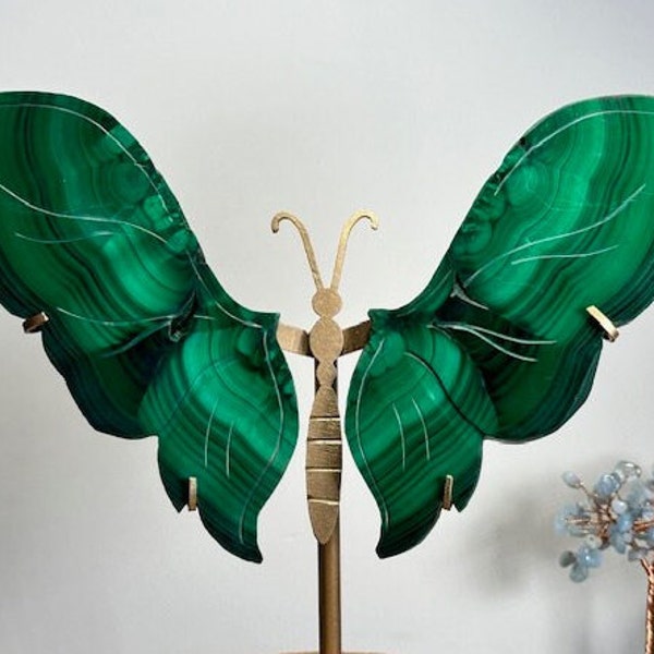 Malachite Butterfly Wings, Malachite Wing