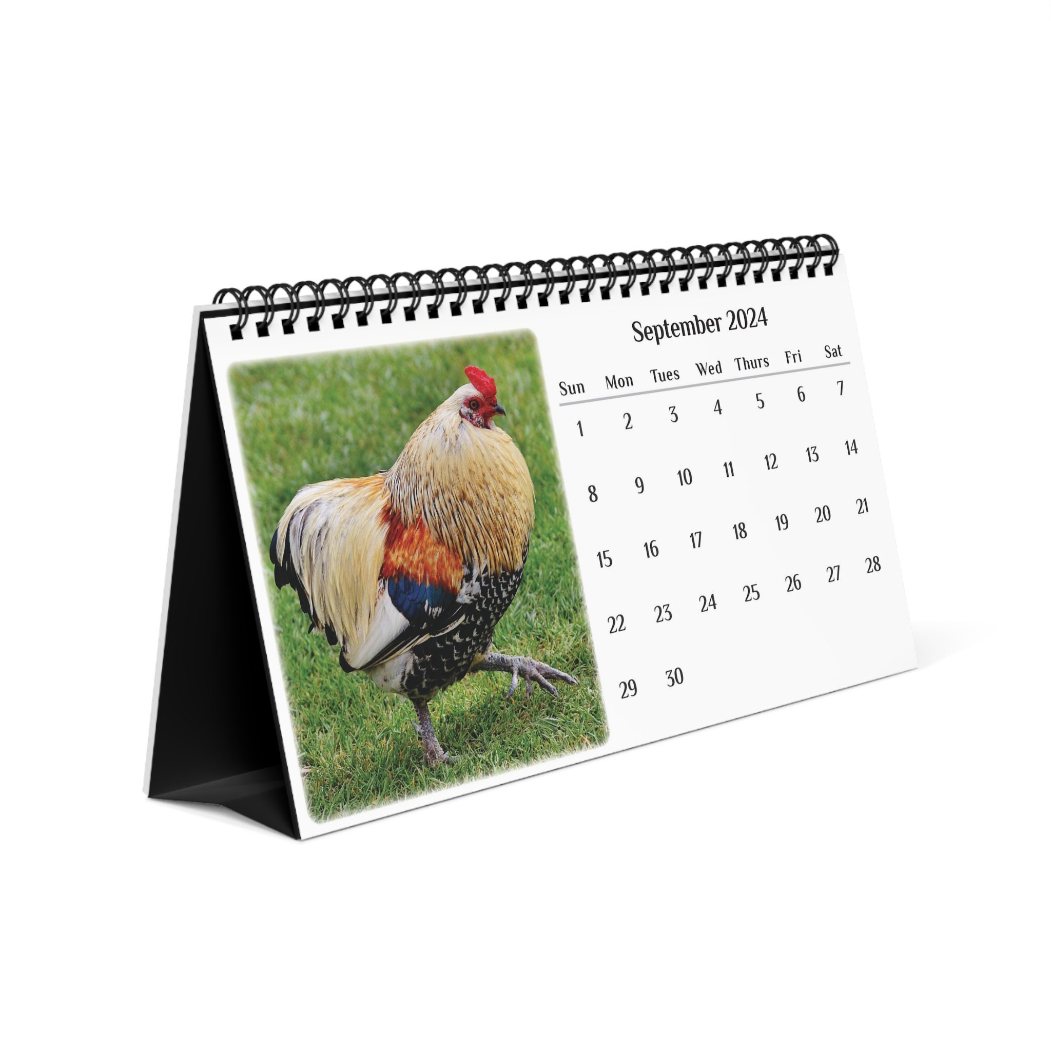 chicken-2024-desk-calendar-sold-by-lobot-united-states-rosina-sku-94978442-35-off-printerval