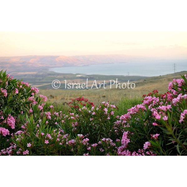 Kinneret and Flowers, Israel Photography, Digital Download