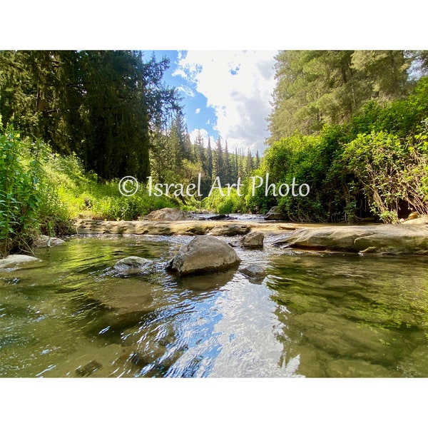 Water Reflections in the Baram Forest, Israel , Israel Photography, Digital Download