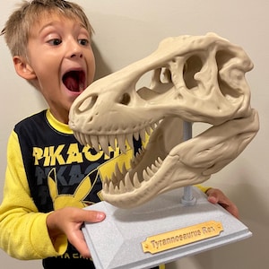 May include: A young boy is looking at a Tyrannosaurus Rex skull replica. The skull is on a gray base with a gold plaque that reads "Tyrannosaurus Rex".