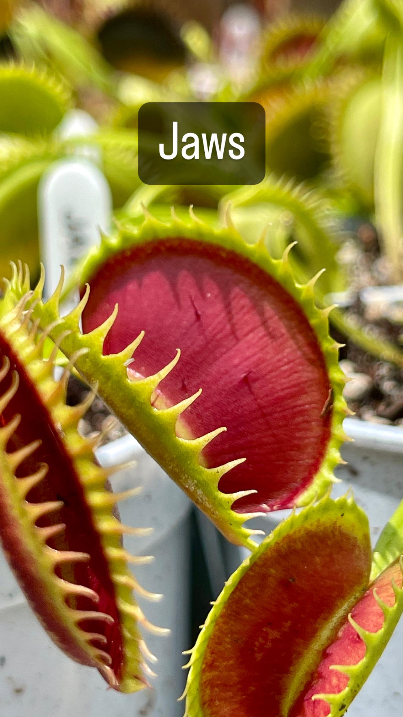 Jaws Cultivar - Bare Root Live Venus Flytrap | Carnivorous Plant | Beautiful traps | Bug Eating Plant