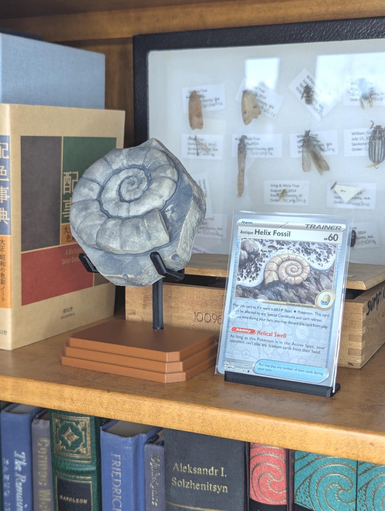 Helix Fossil Omanyte - Pokemon Inspired Fossil Display - Etsy UK