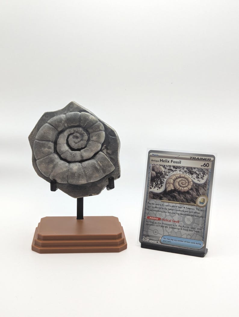 Helix Fossil Omanyte - Pokemon Inspired Fossil Display - Etsy